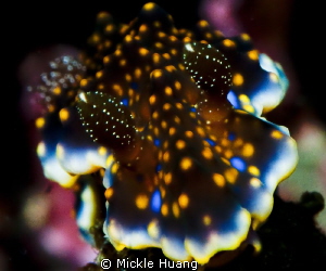 Glistening Nudibranch__Ceratosoma sinuatum
Northeast Coa... by Mickle Huang 